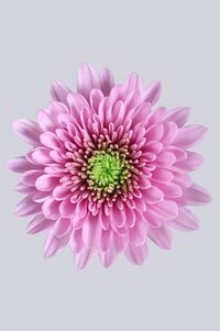 High resolution image 1