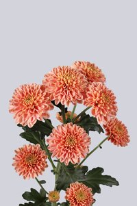 High resolution image 2