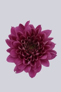 High resolution image 1