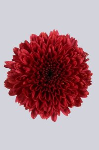 High resolution image 1