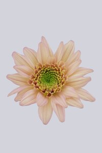 High resolution image 1