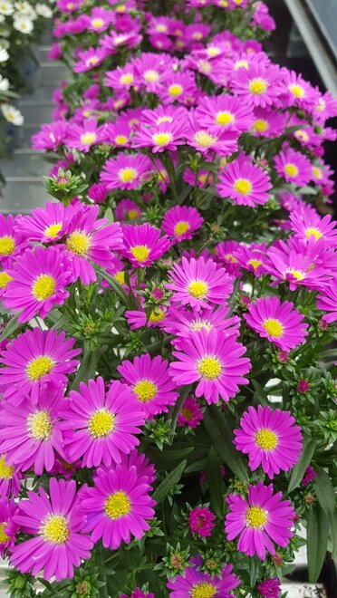 Starletta Pink