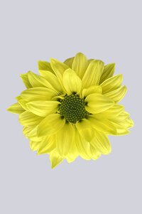 High resolution image 1