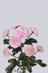 High resolution image 2