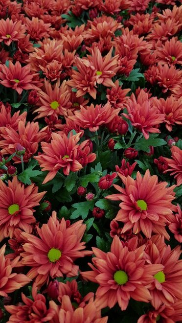 Heat Dark Orange