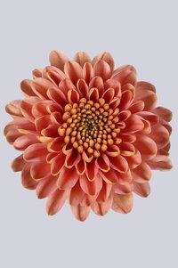 High resolution image 1