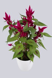 High resolution image 1