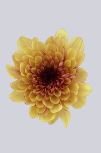 High resolution image 1