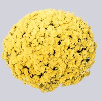 High resolution image 1