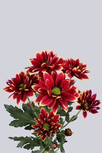 High resolution image 2