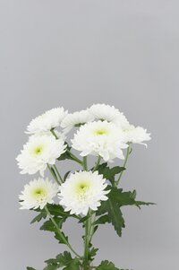 High resolution image 2