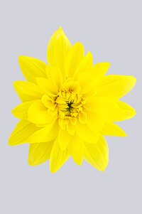High resolution image 1