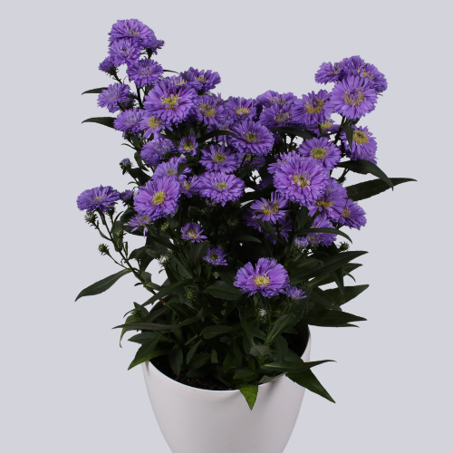Astella Blue