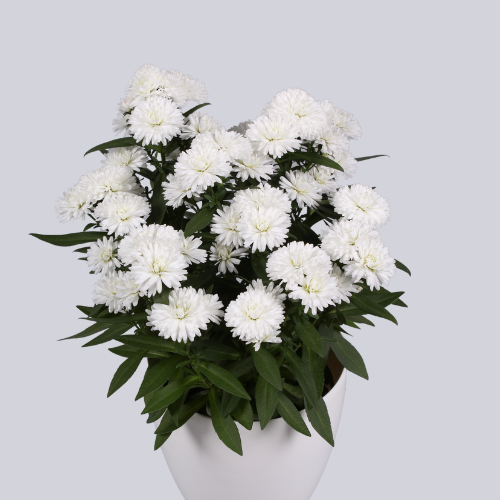 Astella White