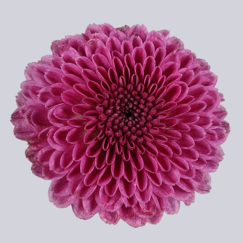 Calimero Dark Pink