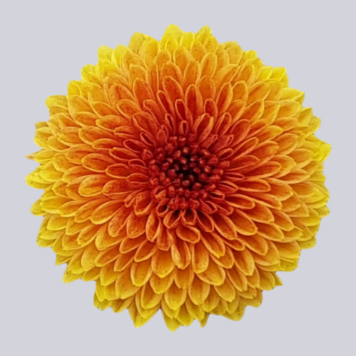 Calimero Orange