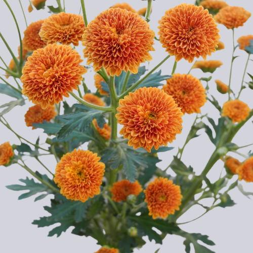 Calimero Orange