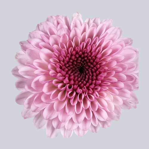 Calimero Pink