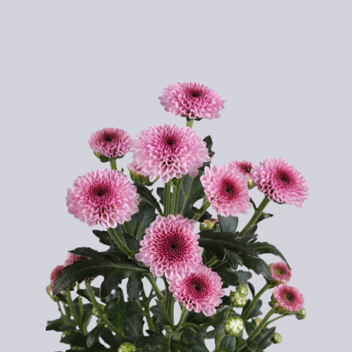 Calimero Pink