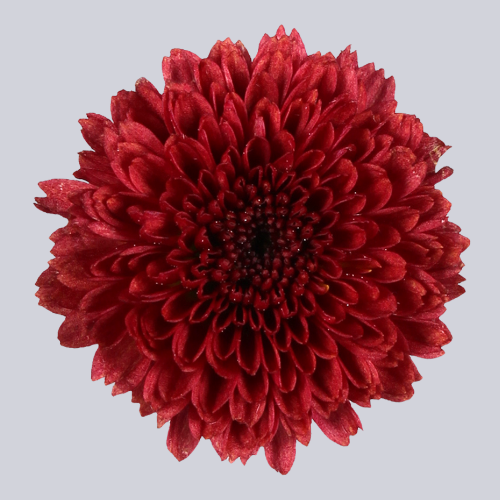 Calimero Red