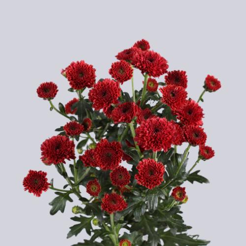 Calimero Red