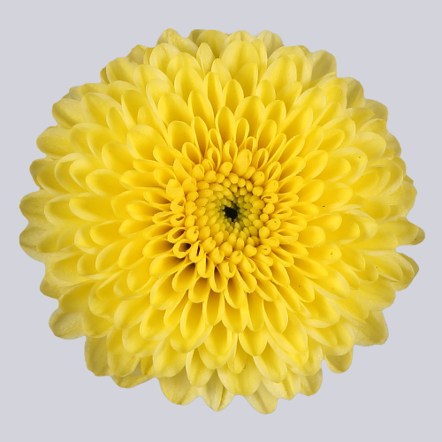Calimero Sunny