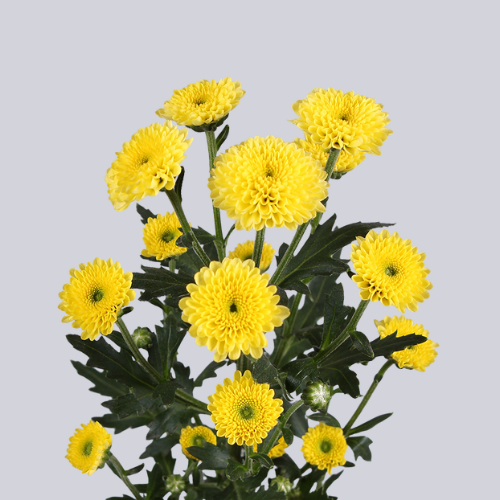 Calimero Sunny