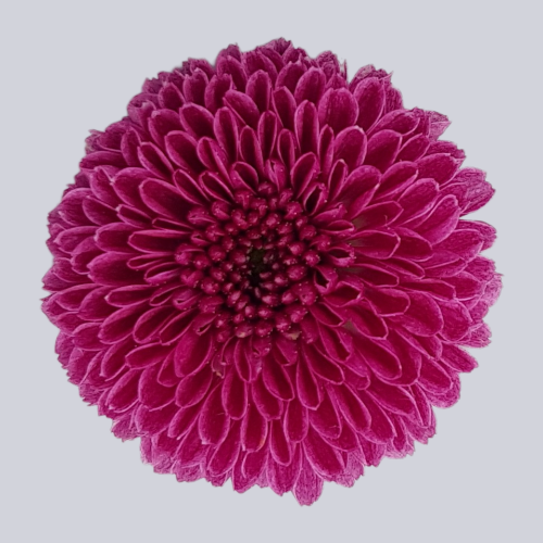 Calimero Purple