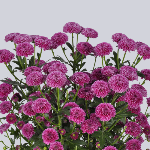 Calimero Purple