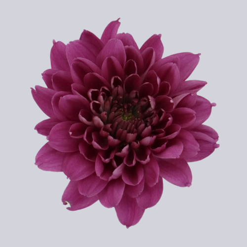Capriati Purple