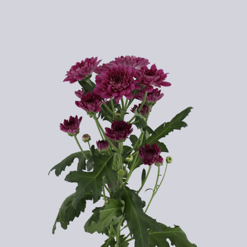 Capriati Purple