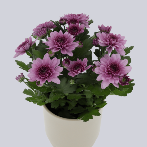 Elixer Dark Pink