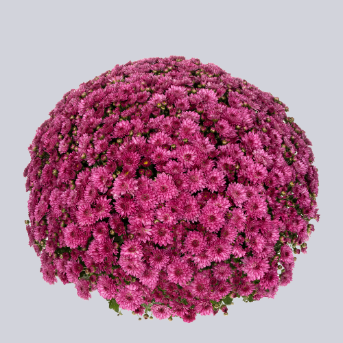 Inova Purple