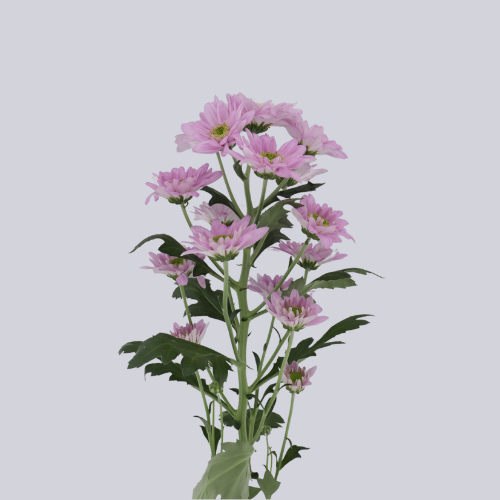 Isabella Pink