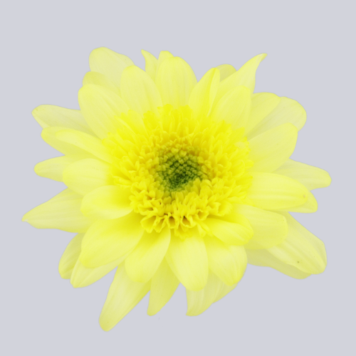 Isabella Yellow