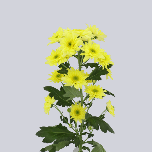 Isabella Yellow