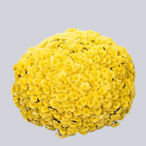 Isola Yellow