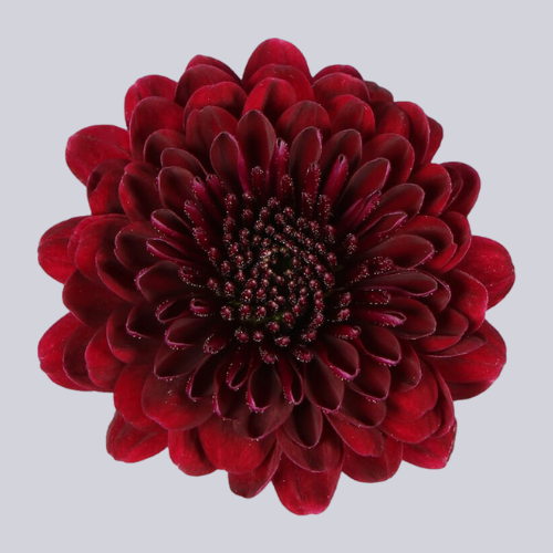 Jinda Red
