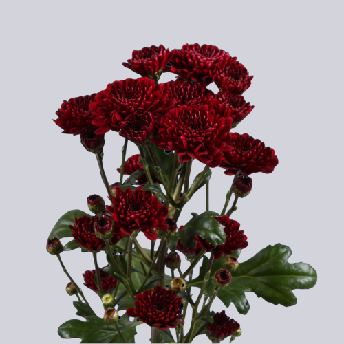 Jinda Red