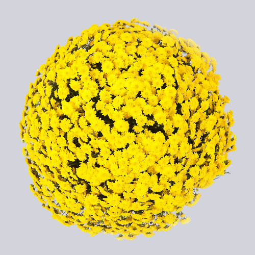 Lana Yellow