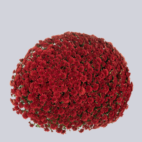Lauro Red