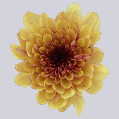 Lovato Yellow