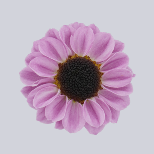 Patrese Pink