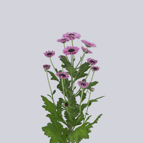 Patrese Pink