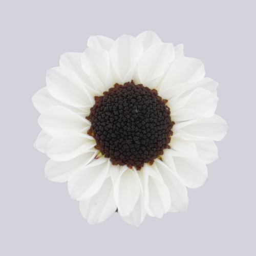 Patrese White