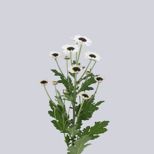 Patrese White