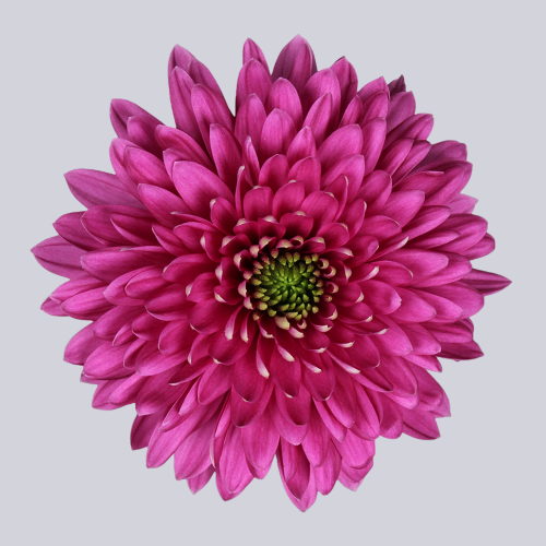 Romance Purple