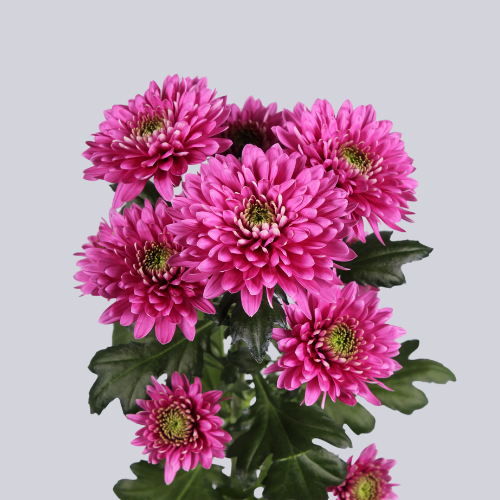 Romance Purple