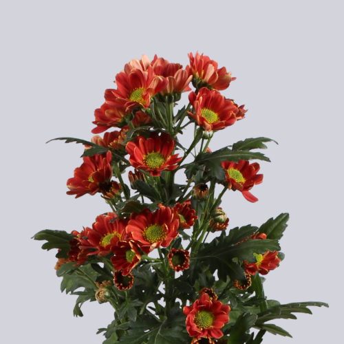 Rossi Orange Dark