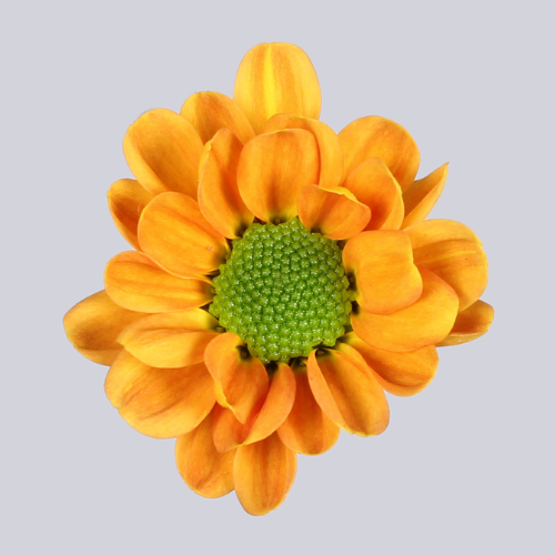 Rossi Orange